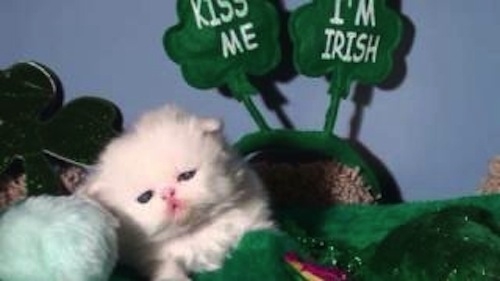 These Cats Are Ready For St. Patrick's Day