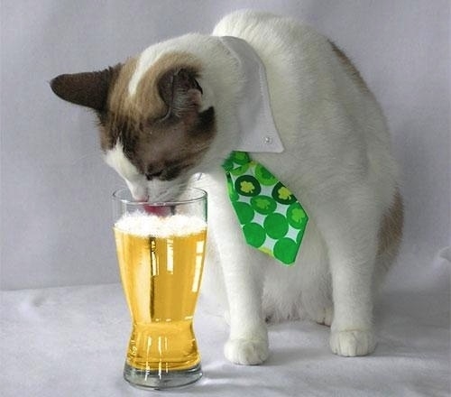 These Cats Are Ready For St. Patrick's Day