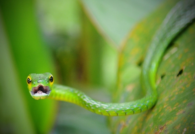 These Snakes Are Not Looking Forward To St. Patrick's Day