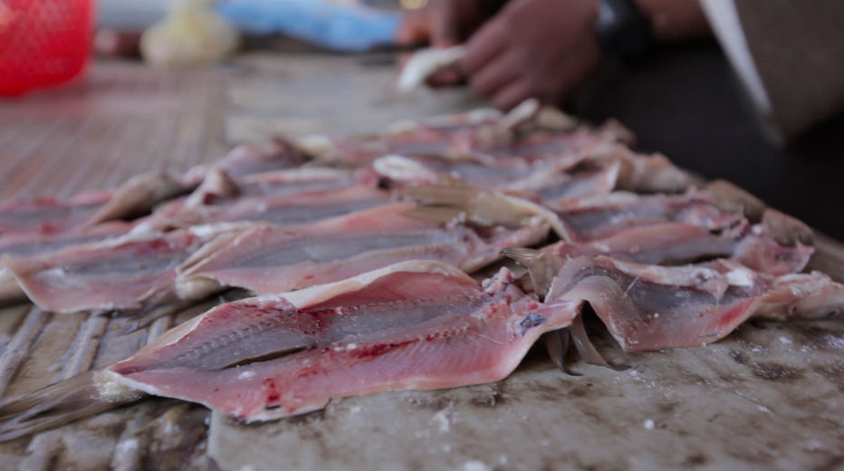 Your Beer Might Have Fish Bladder In It!