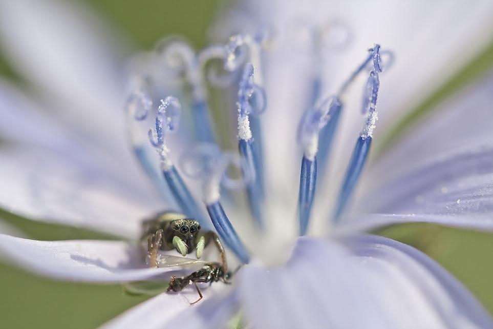 The Beauty Of Spiders From Around The Globe Seen Like Never Before.