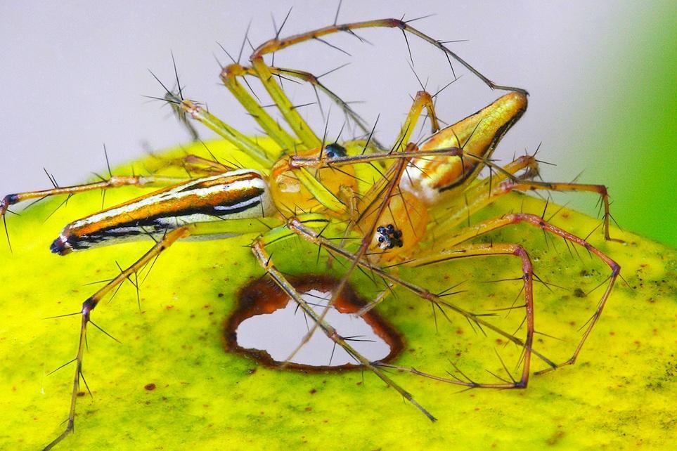 The Beauty Of Spiders From Around The Globe Seen Like Never Before.