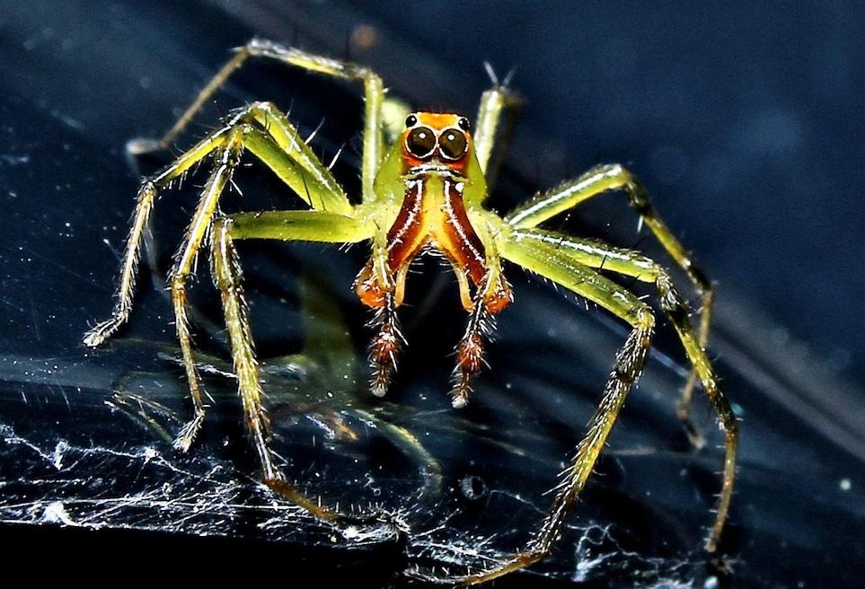 The Beauty Of Spiders From Around The Globe Seen Like Never Before.