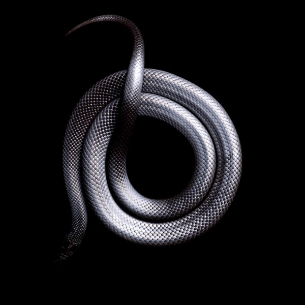 Spectacular Snake Contortions Revealed In "Serpentine".