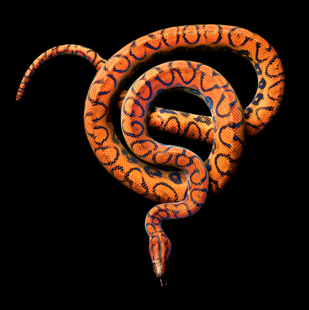 Spectacular Snake Contortions Revealed In "Serpentine".