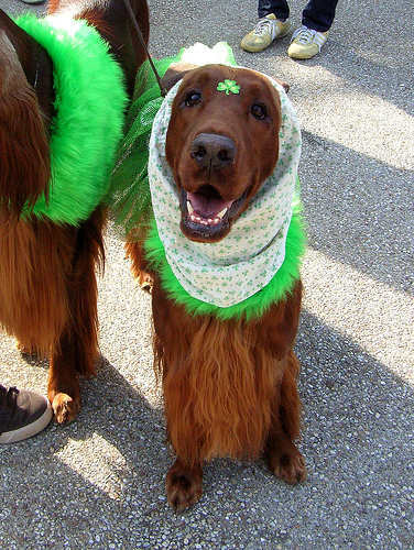Dress up your pooch too