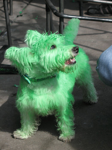 Dye your pooch green! (Make sure to use animal-safe dye)