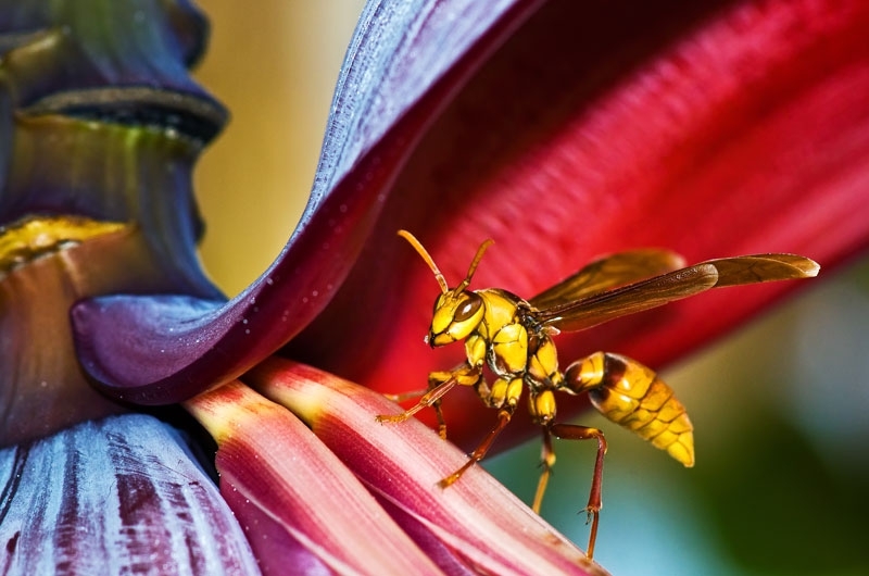 Wasp by John Matzick