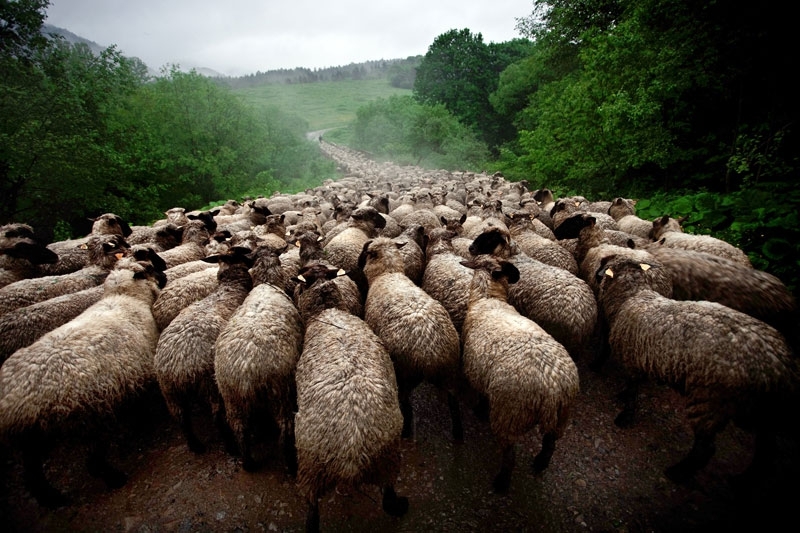 Sheep River by Maciej Grzegorzek