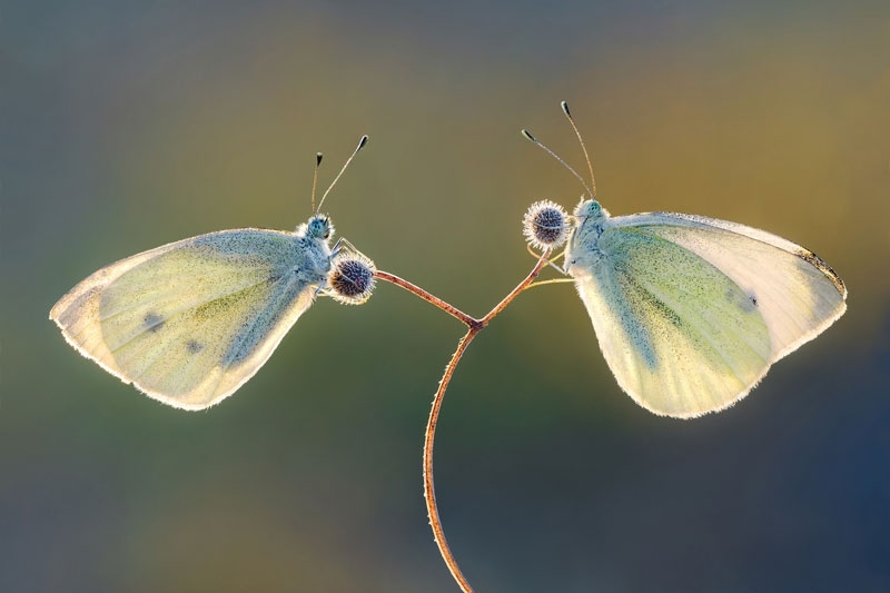 Butterfly Magic by Petar Sabol