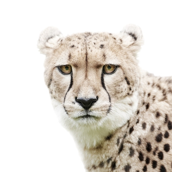 More Up Close and Personal Animal Portraits