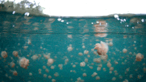 Sea Life GIFs 