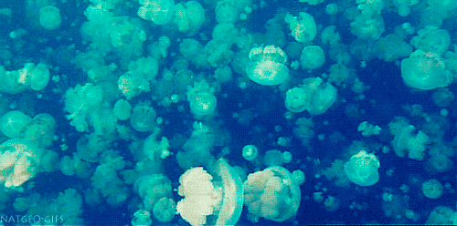 Sea Life GIFs 