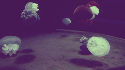 Sea Life GIFs 