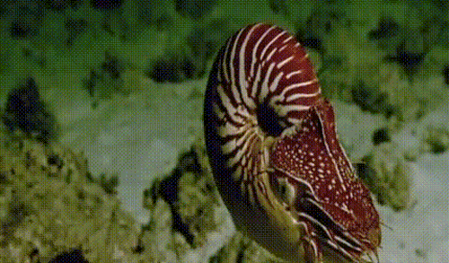 Sea Life GIFs 