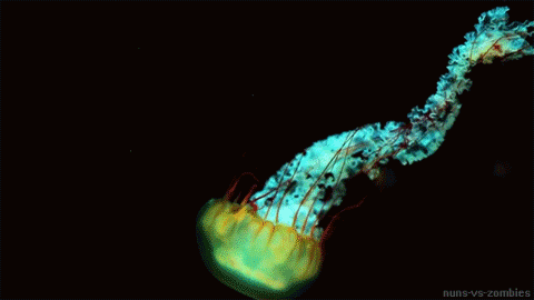 Sea Life GIFs 