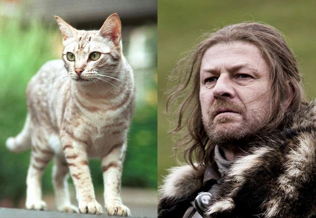 Game of Cats 