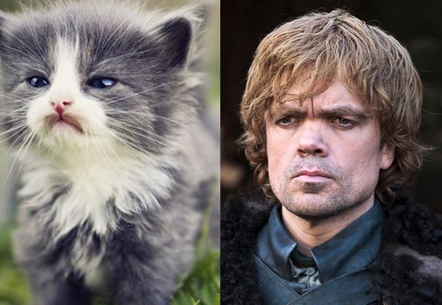 Game of Cats 