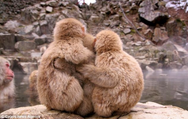 Super-cute snow monkeys cuddle together for warmth