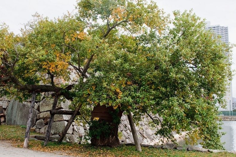 Hibaku Jumoku: The A-Bombed Trees That Survived Hiroshima 