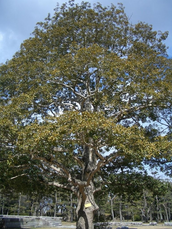 Hibaku Jumoku: The A-Bombed Trees That Survived Hiroshima 