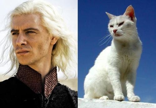Game of Thrones Characters and their Cat Doppelgangers