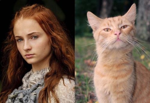 Game of Thrones Characters and their Cat Doppelgangers