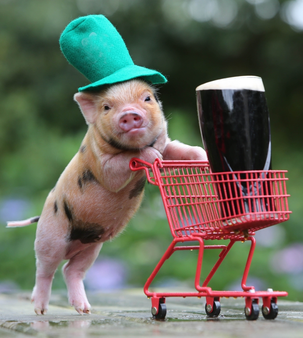 This Little Pig Is Ready For A Happy St. Patrick's Day 