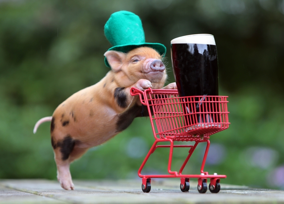 This Little Pig Is Ready For A Happy St. Patrick's Day 