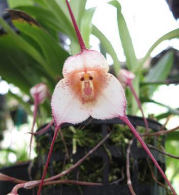Monkey Faced Flower