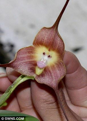 Monkey Faced Flower