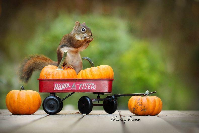 Squirrel in Everyday Life 