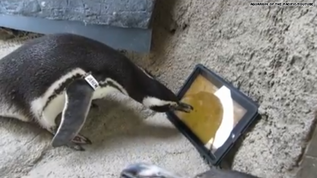 Penguin Using Ipad 