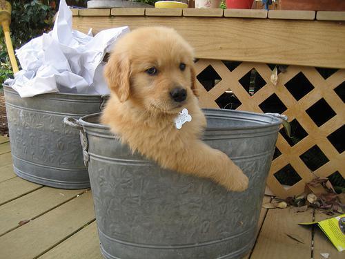 Dog In Bucket 
