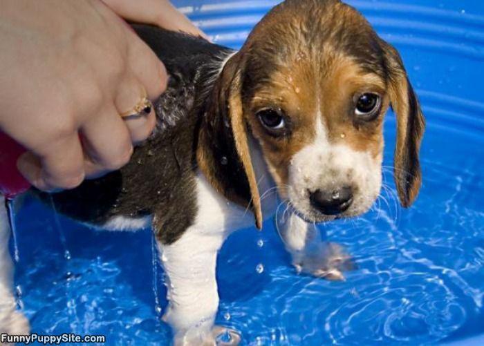 Sad Wet Dog 