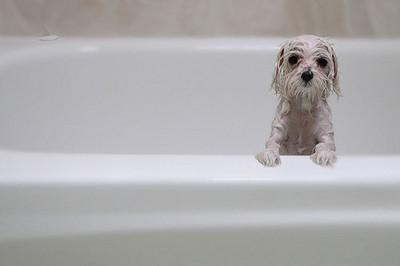 Bath Dog 