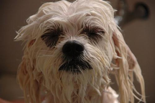 Wet Puppy 