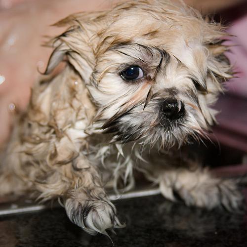 Cute Wet Dog 