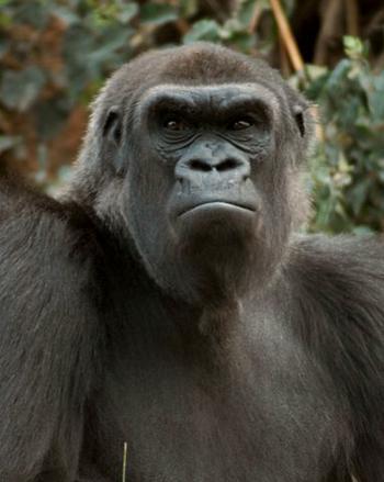 Annoyed Gorilla 