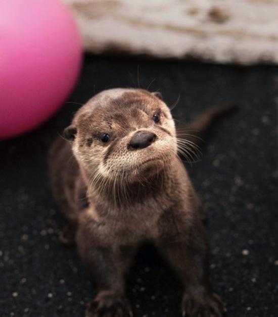 Angry Otter 