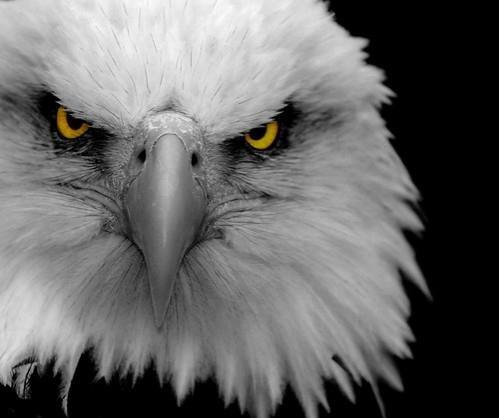 Annoyed Eagle 
