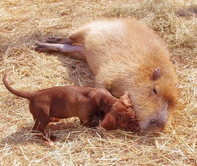 Capybara Resting 