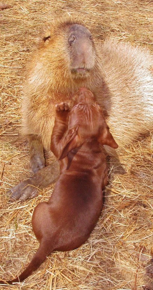 Puppy Playing with Capybara 