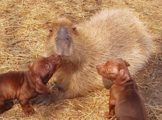Capybara Being a good parent 