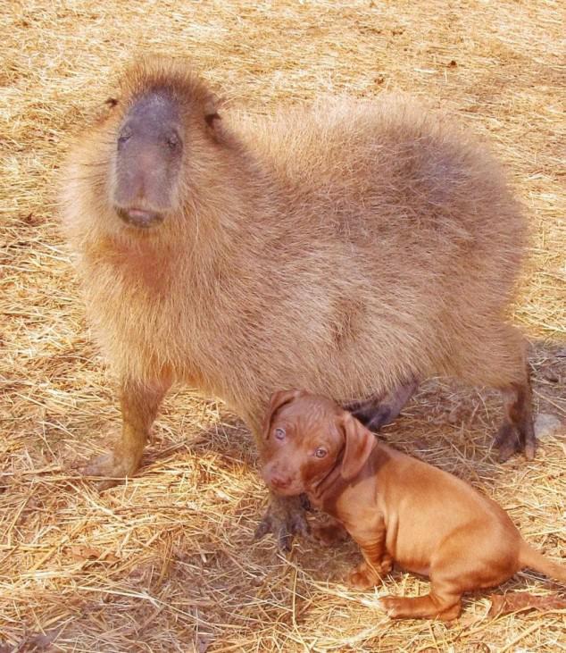 Cute Photo of Orphaned Dog Next To Capybara 