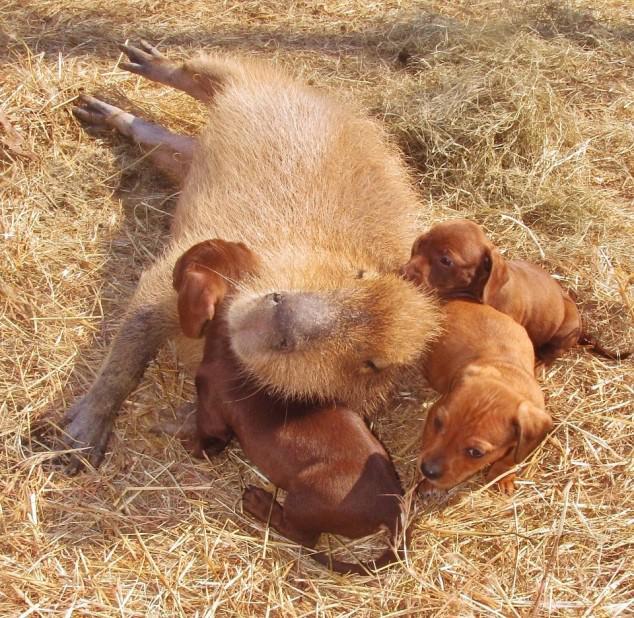 Multiple Puppies with Capybara 