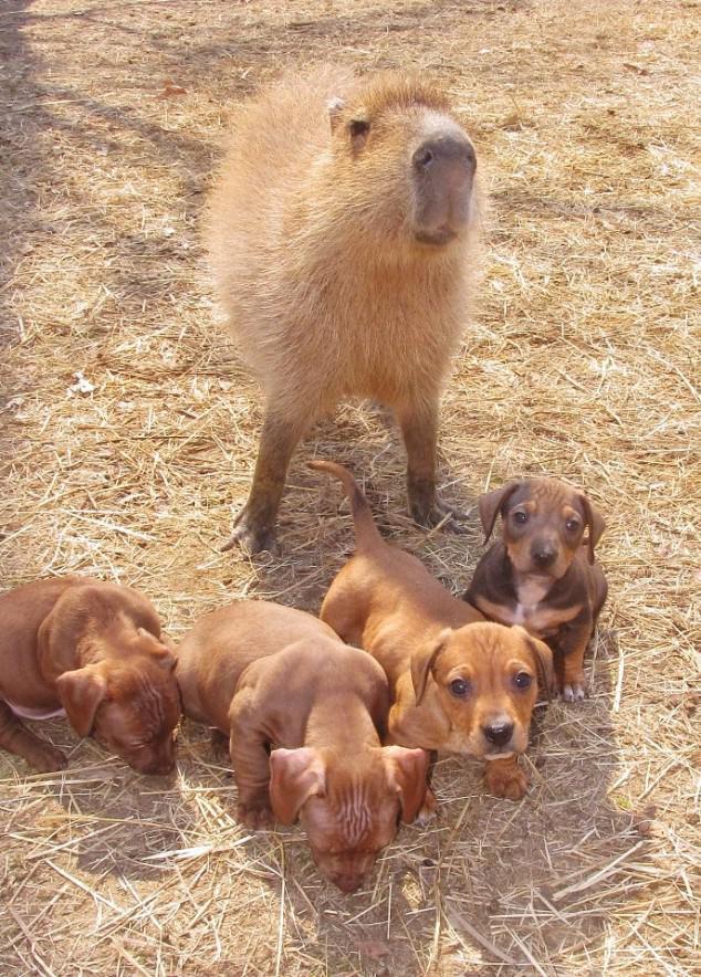 Capybara And The Orphaned Puppies 