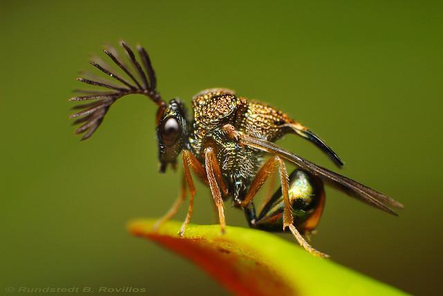 Eucharitid Wasp 