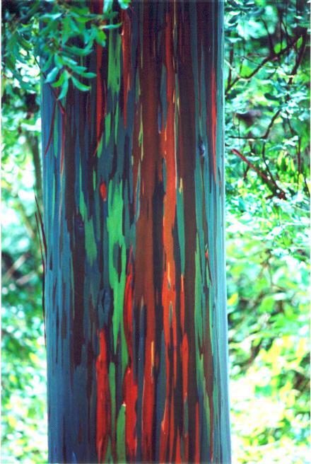 Stunning Multicolored Eucalyptus Tree