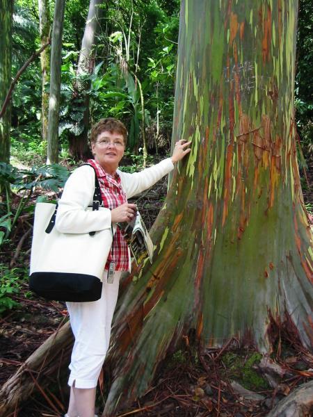 Tourist Next To Rainbow Eucalyptus Tree 